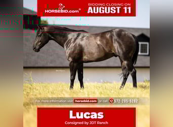 American Quarter Horse, Gelding, 6 years, 15,3 hh, Black, in Crescent, OK