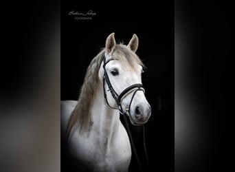 PRE Mix, Wallach, 8 Jahre, 163 cm, Schimmel, in Herbstein,