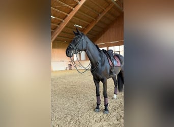 Hanoverian, Mare, 4 years, 16,1 hh, Black, in Isterberg,