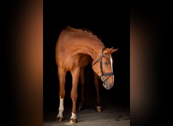 German Sport Horse, Gelding, 3 years, 16.2 hh, Chestnut-Red, in Hawangen,