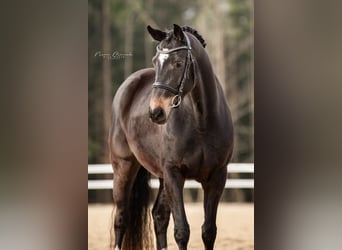 Holstein, Mare, 4 years, 16 hh, Smoky-Black, in KirchenthumbachKirchenthumbach,