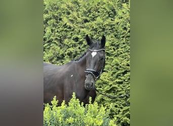 Mare 3 years