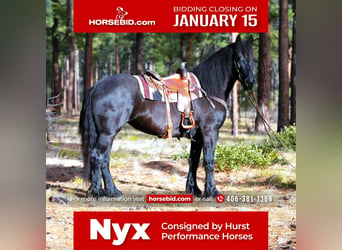 Fries paard, Merrie, 5 Jaar, 165 cm, Zwart, in Hamilton, MT,