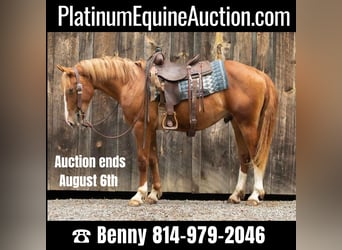 American Quarter Horse, Gelding, 4 years, 15.1 hh, Sorrel, in Everett PA,