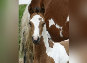 Other Warmbloods, Mare, , 15,3 hh, Pinto, in Borgentreich