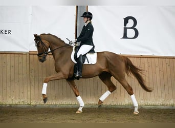 Hannoveraner, Wallach, 4 Jahre, 175 cm, Fuchs, in Riedstadt