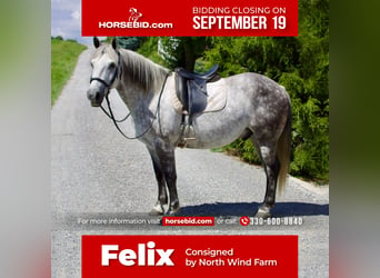 American Quarter Horse Mix, Gelding, 9 years, 14.2 hh, Gray, in Millersburg, OH,