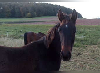 Hengst 