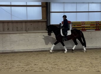 Trakehner, Stute, 5 Jahre, 167 cm, Dunkelbrauner, in Rosenheim