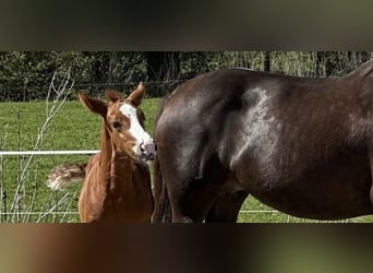 Hanoverian, Mare, Foal (01/2026), Chestnut, in Verden (Aller)