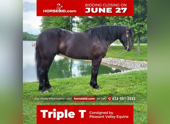 Friesian horses, Gelding, 7 years, 16.1 hh, Black, in Robards, KY,