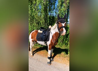 Wallach 15 Jahre