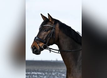 Wallach 12 Jahre