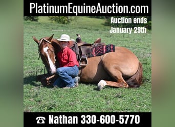 Quarter horse américain, Hongre, 6 Ans, Alezan dun, in Millersburg OH,