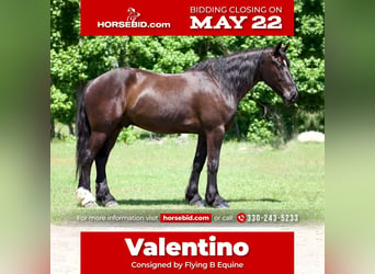 Friesian horses Mix, Gelding, 7 years, Black, in Huntsville, TX,