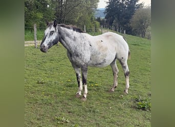 Appaloosa, Yegua, 11 años, 155 cm, Castaño, in Daleiden