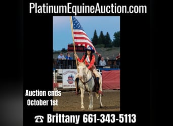 American Quarter Horse, Wallach, 13 Jahre, 147 cm, White, in Cody WY,