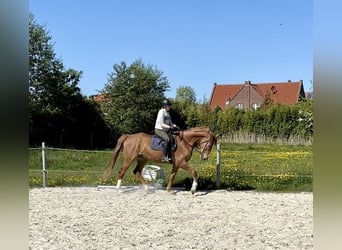 Wallach 7 Jahre