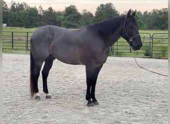 Quarter horse américain, Hongre, 10 Ans, 157 cm, Rouan Bleu, in Sandston VA,