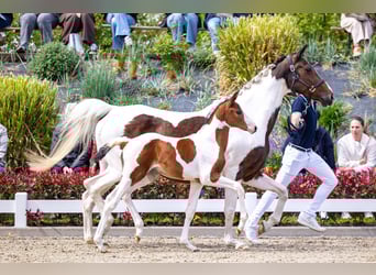 KWPN, Merrie, Veulen (03/2026), Gevlekt-paard, in Roderwolde