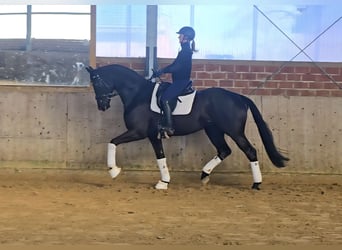 Oldenburg, Gelding, 5 years, 16,3 hh, Black, in Warendorf