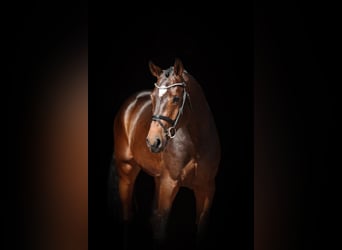 Oldenburg-International (OS), Stallion, 3 years, 16.1 hh, Bay-Dark, in Lastrup,