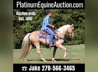 Tennessee walking horse, Jument, 15 Ans, 150 cm, Palomino, in Jamestown KY,