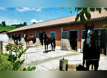 Centro equestre nel cuore della Germania