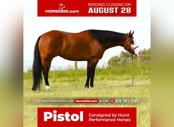 Paint Horse, Hongre, 8 Ans, 163 cm, Bai cerise, in Hamilton, MT,