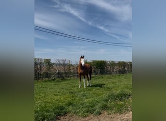 Belgisch Warmbloed, Ruin, 12 Jaar, 180 cm, Vos, in Passendale