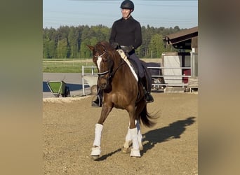 Hannoveraan, Merrie, 13 Jaar, 167 cm, Donkere-vos, in Deitingen
