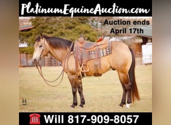 American Quarter Horse, Ruin, 13 Jaar, Buckskin, in Joshua, TX,