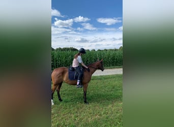 Reiterin sucht Reitbeteiligung