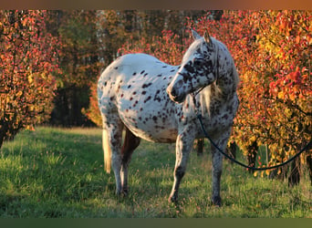 Appaloosa, Stallion, , 15,1 hh, in Globoko,