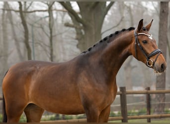 NRPS, Jument, 3 Ans, 166 cm, Bai, in Loon op Zand