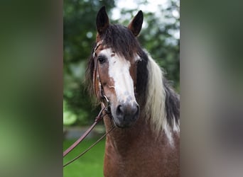 Curly horse, Mare, 14 years, 15.1 hh, Tobiano-all-colors, in Dorsten,