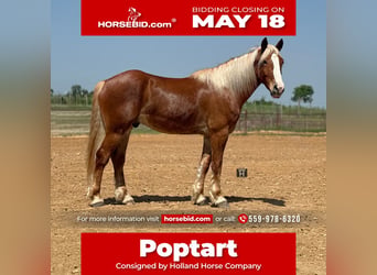 Draft Horse Mix, Castrone, 4 Anni, 163 cm, Sauro ciliegia, in Weatherford