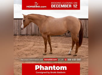 Quarter horse américain Croisé, Hongre, 12 Ans, 157 cm, Isabelle, in Amarillo, TX,