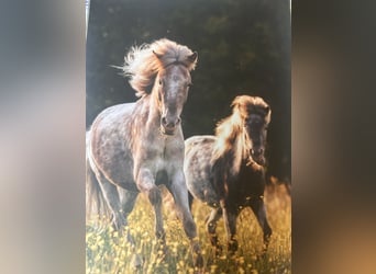 Arya und Sansa