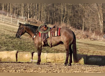 American Quarter Horse, Wallach, 5 Jahre, 152 cm, Grullo, in Millersburg,