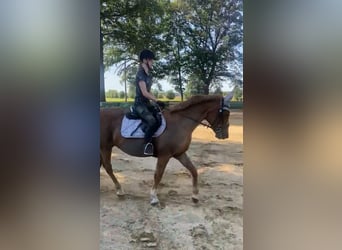 Reiterin sucht Reitbeteiligung in 04779 Wermsdorf (+5–10 km)