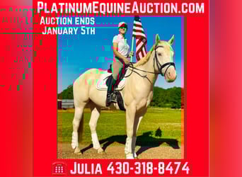 American Quarter Horse, Gelding, 8 years, Champagne, in Texarkana Tx,