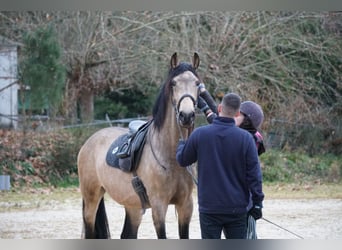 PRE, Stallion, 4 years, 16.1 hh, Buckskin, in Ourense,