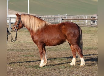 Horses for Sale: Buy and Sell Horses online
