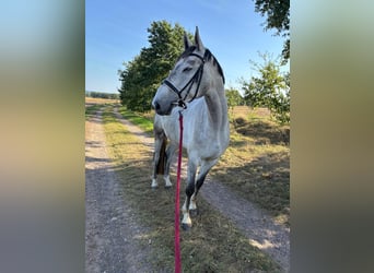 Gelding 6 years