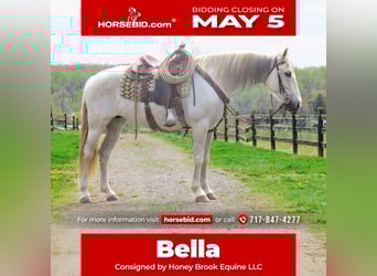 Andalusiër, Merrie, 13 Jaar, 160 cm, Schimmel, in Honey Brook, PA,