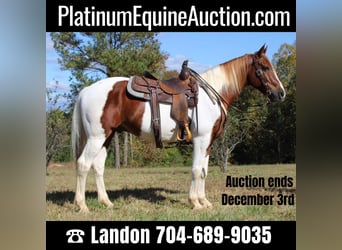 Paint Horse, Hongre, 9 Ans, 163 cm, Tobiano-toutes couleurs, in Cherryville NC,