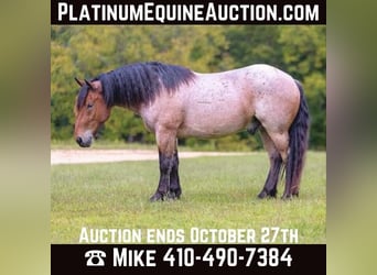 Percheron, Gelding, 4 years, 15 hh, Roan-Bay, in Mountain Grove MO,