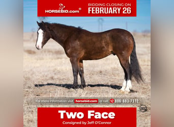 Quarter Pony, Wałach, 5 lat, 142 cm, Gniada, in Canyon,