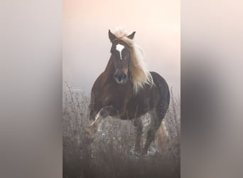 Black Forest Horse, Mare, 6 years, 14,3 hh, Chestnut, in Mudau